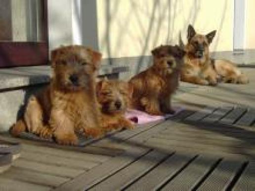 Norfolk Terrier