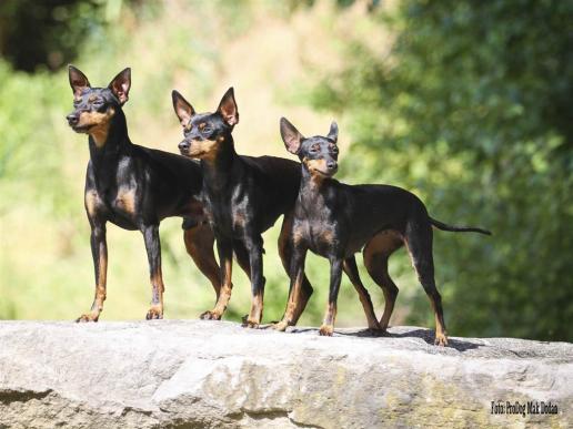 English Toy Terrier