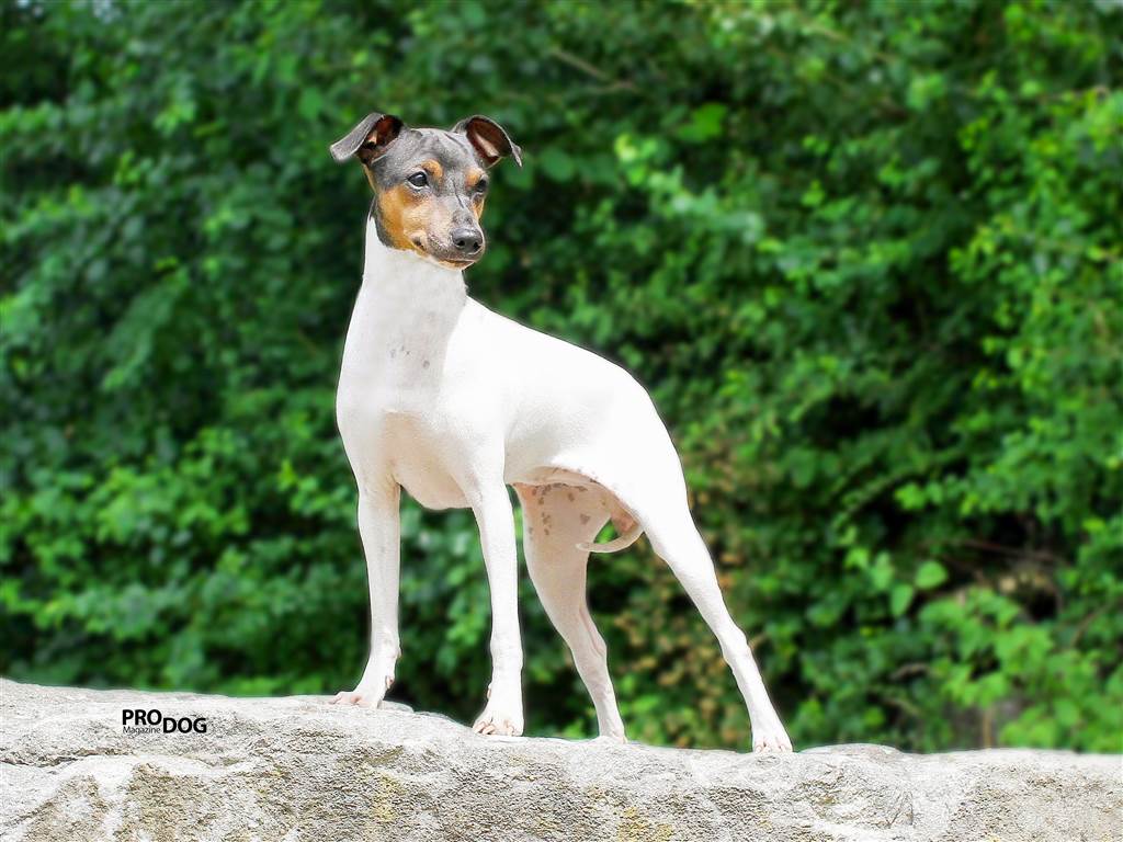 Japanischer Terrier