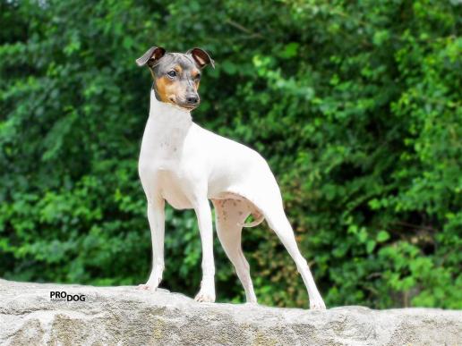 Japanischer Terrier